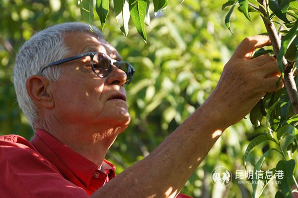 06 Patrick sees some beetles perching on a walnut tree. [Photo Yuan Hongkai]