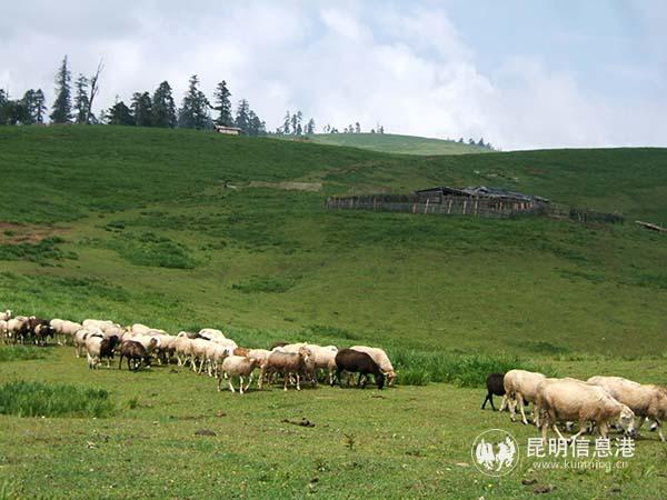08 高山草甸 后藤先生 攝·1