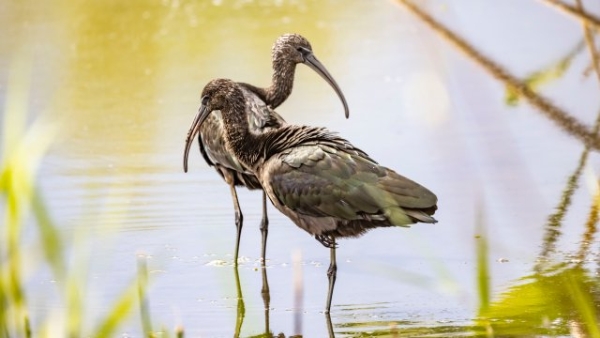 喙似彎刀，體形修長！瀕臨絕跡的國家一級保護動物彩鹮再現(xiàn)大理洱海！ (1).JPG