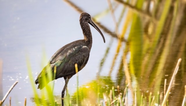 喙似彎刀，體形修長！瀕臨絕跡的國家一級保護動物彩鹮再現(xiàn)大理洱海！ (3).JPG