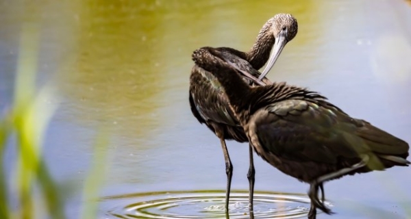喙似彎刀，體形修長！瀕臨絕跡的國家一級保護動物彩鹮再現(xiàn)大理洱海！ (4).JPG