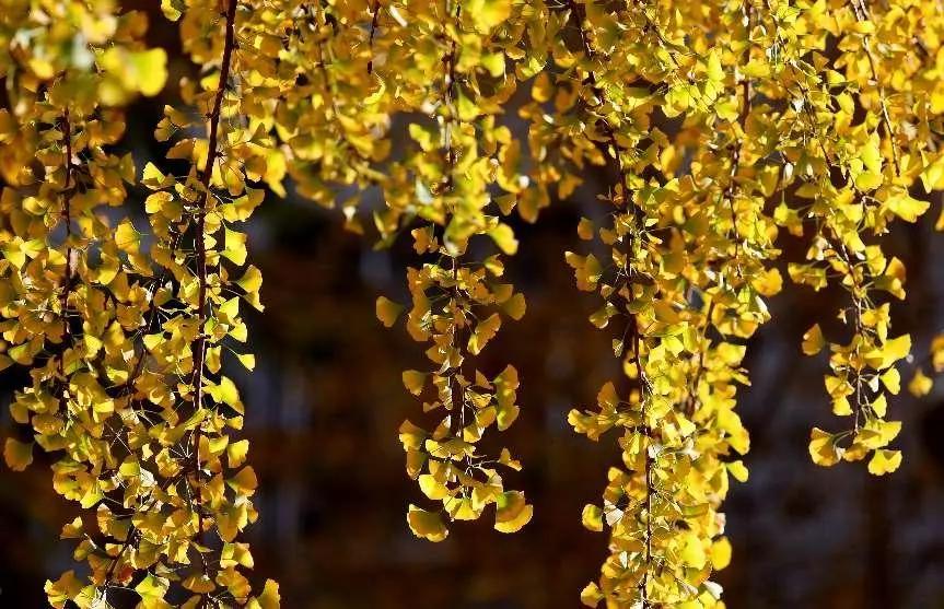 6 楊崢攝(1) 6 楊崢攝(1)