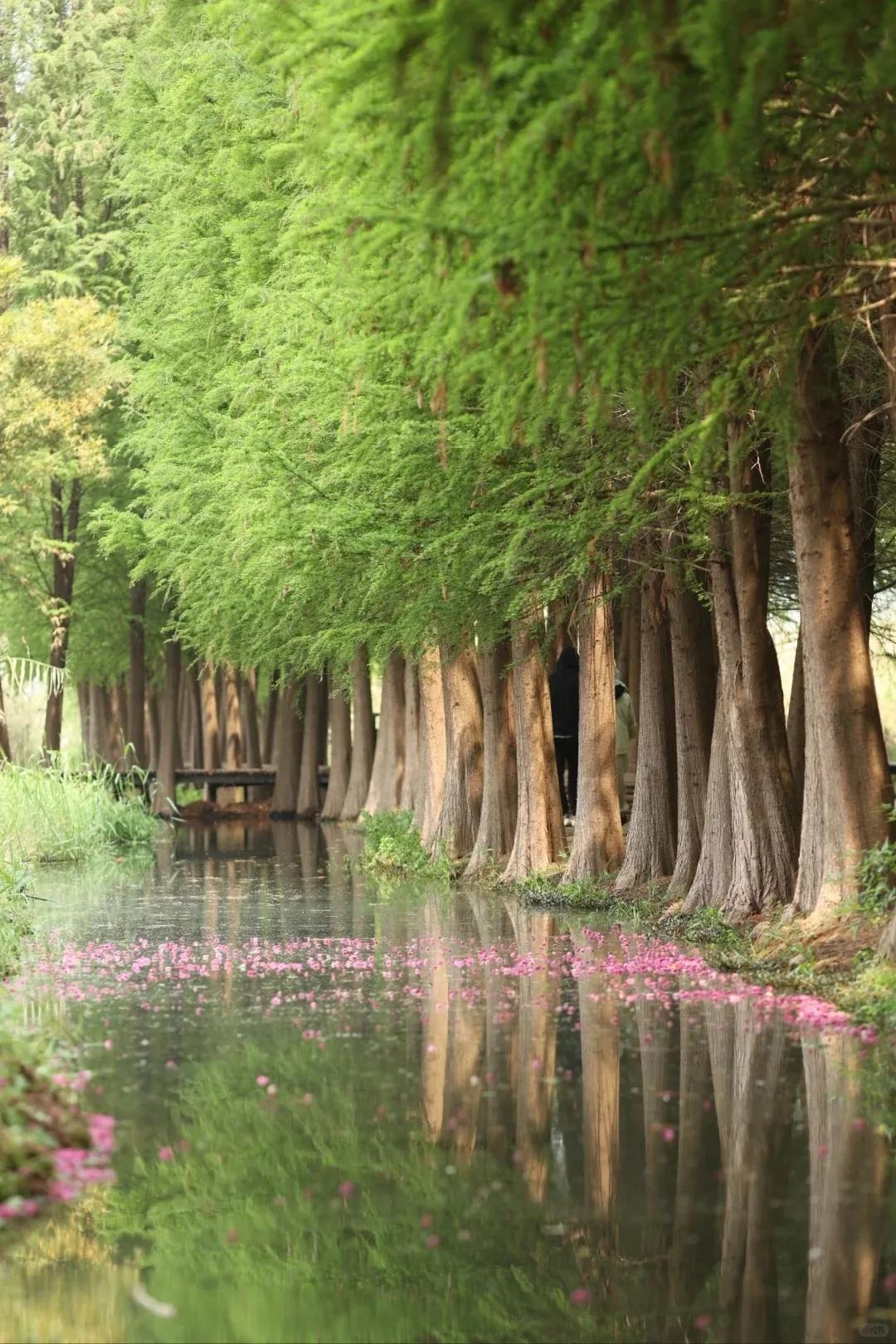 圖源：小紅書(shū)@伽瑞1(1)