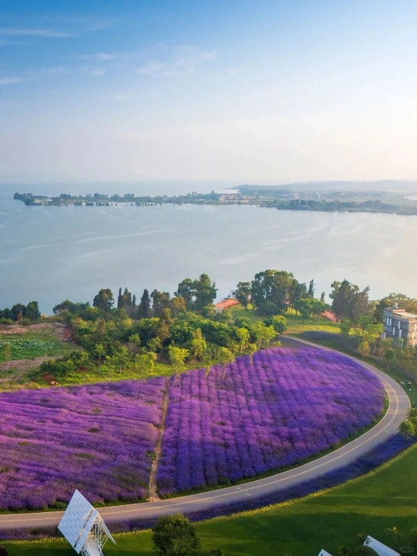 馬鞭草1 馬鞭草1