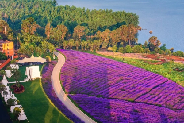 馬鞭草4 馬鞭草4