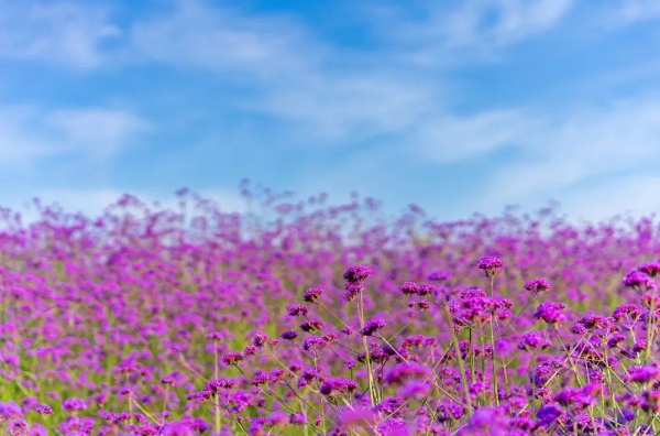 馬鞭草5 馬鞭草5