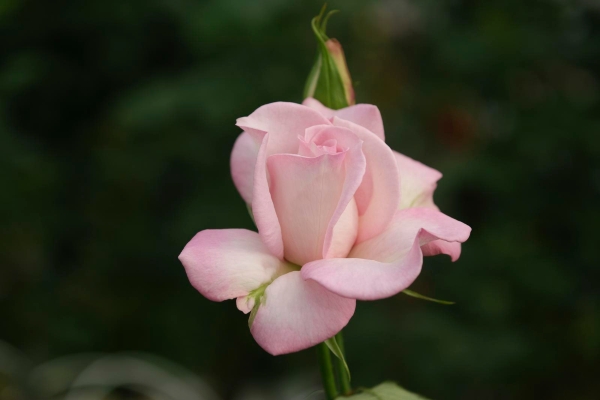 2021941_2048x2048 2021941_2048x2048