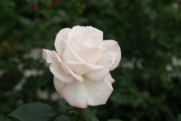 2021942_2048x2048 2021942_2048x2048