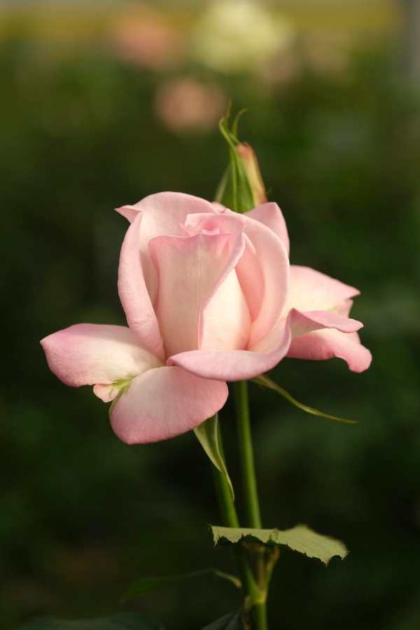 2021945_2048x2048 2021945_2048x2048