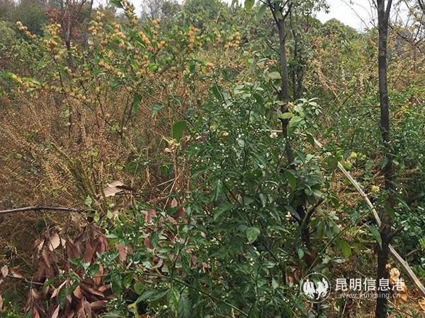 養(yǎng)豬場(chǎng)原址植被茂盛。記者孫紅亮攝