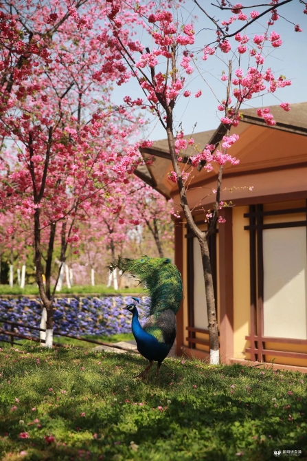 微信圖片_20200330014802 微信圖片_20200330014802