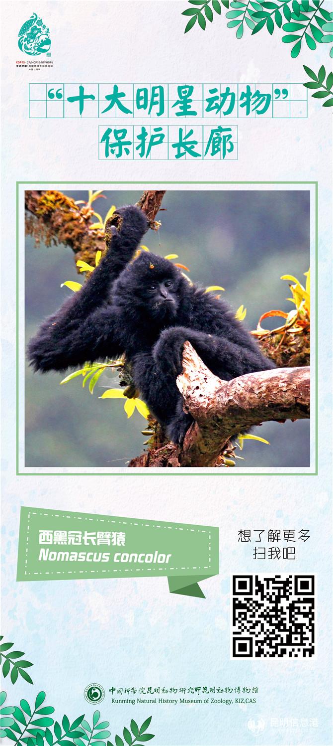 動(dòng)物展架01