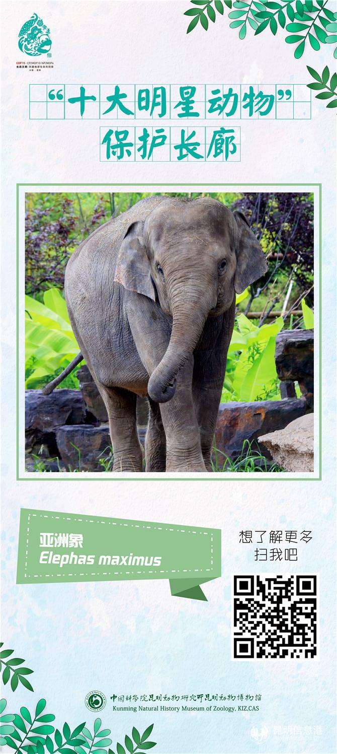 動(dòng)物展架03