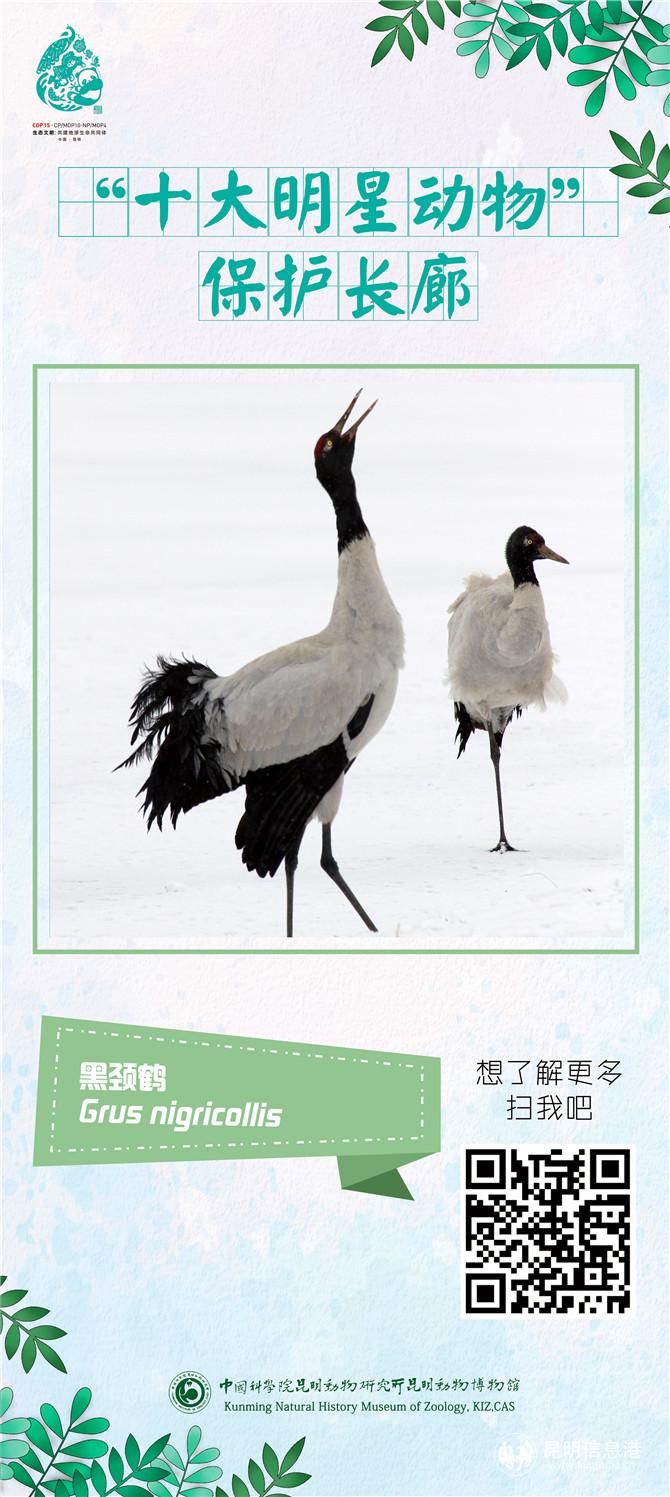 動(dòng)物展架05