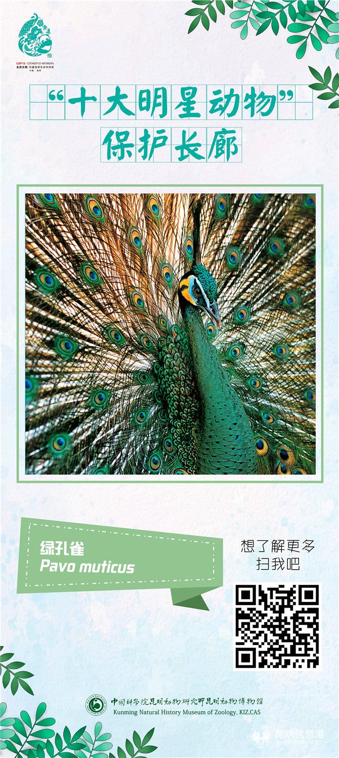 動(dòng)物展架06