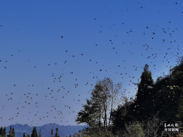 富源十八連山省級(jí)自然保護(hù)區(qū)六萬余只麻雀齊聚翱翔