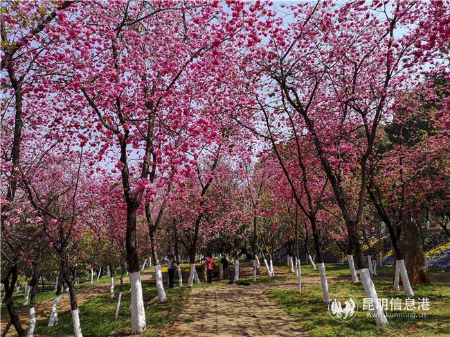 2020年閉園期間的櫻潮景觀。供圖：天天