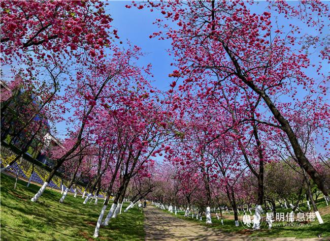 2020年3月20日無游客的昆明動物園。供圖：天天