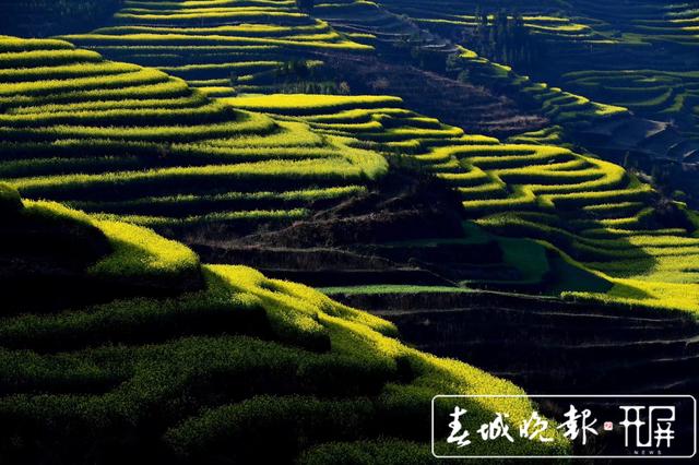 百萬畝油菜花開出千萬種姿態(tài)！此刻，最美的羅平等你來