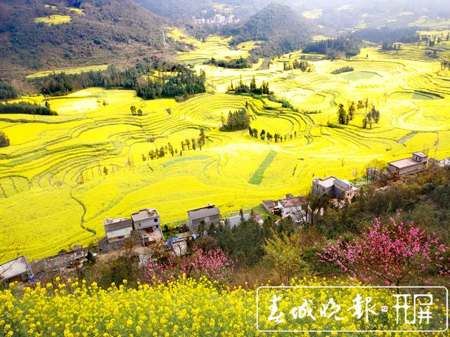 百萬畝油菜花開出千萬種姿態(tài)！此刻，最美的羅平等你來