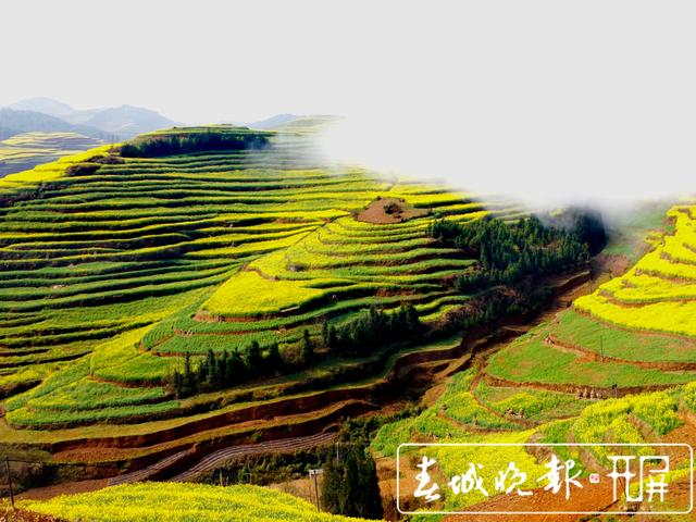 百萬畝油菜花開出千萬種姿態(tài)！此刻，最美的羅平等你來