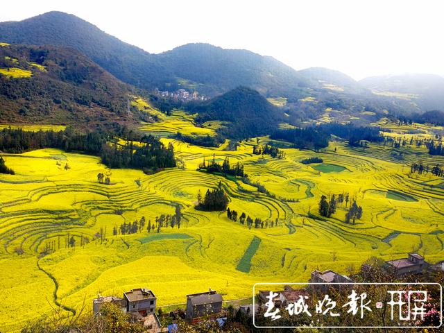 百萬畝油菜花開出千萬種姿態(tài)！此刻，最美的羅平等你來