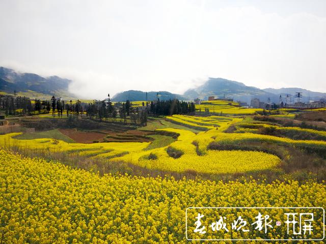 百萬畝油菜花開出千萬種姿態(tài)！此刻，最美的羅平等你來