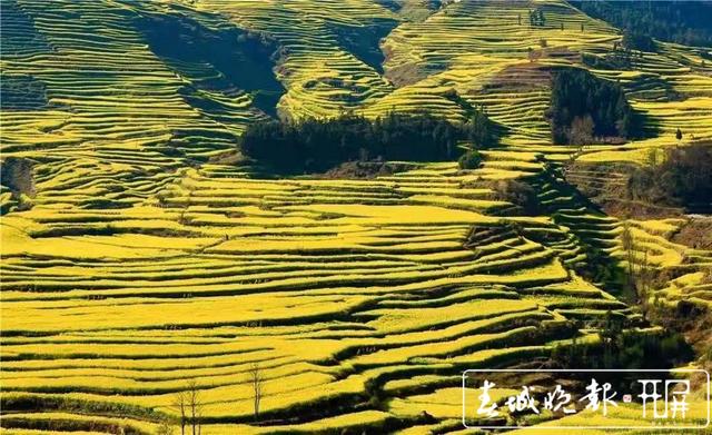 百萬畝油菜花開出千萬種姿態(tài)！此刻，最美的羅平等你來