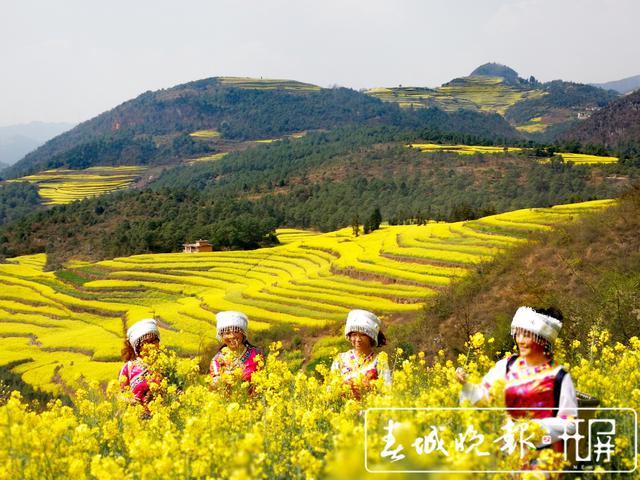 百萬畝油菜花開出千萬種姿態(tài)！此刻，最美的羅平等你來