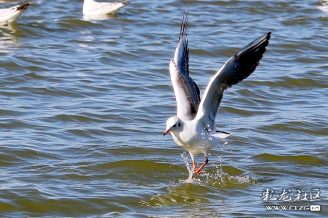 16388695867826649005852217039_194733