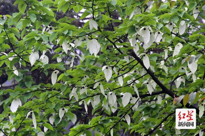 點(diǎn)擊查看高清原圖 點(diǎn)擊查看高清原圖