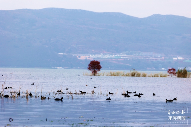 開屏策劃｜冬至云南—星云湖白骨頂雞（開屏新聞記者及通訊員 攝）