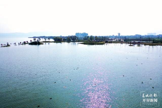 開屏策劃｜冬至云南—星云湖白骨頂雞（開屏新聞記者及通訊員 攝）