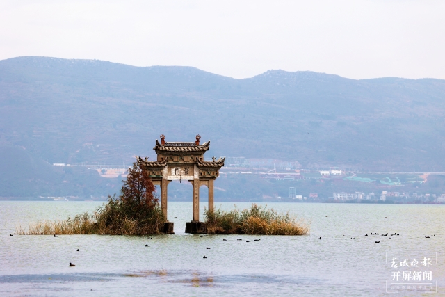 開屏策劃｜冬至云南—星云湖白骨頂雞（開屏新聞記者及通訊員 攝）