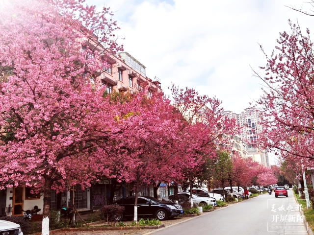 開屏策劃｜冬至云南—曲靖櫻花（開屏新聞記者及通訊員 攝）