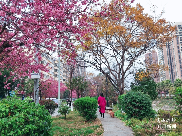 開屏策劃｜冬至云南—曲靖櫻花（開屏新聞記者及通訊員 攝）
