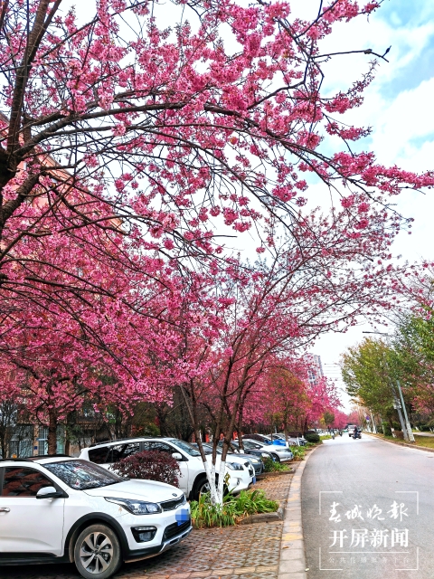 開屏策劃｜冬至云南—曲靖櫻花（開屏新聞記者及通訊員 攝）