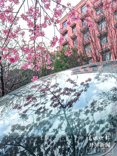 開屏策劃｜冬至云南—曲靖櫻花（開屏新聞記者及通訊員 攝）