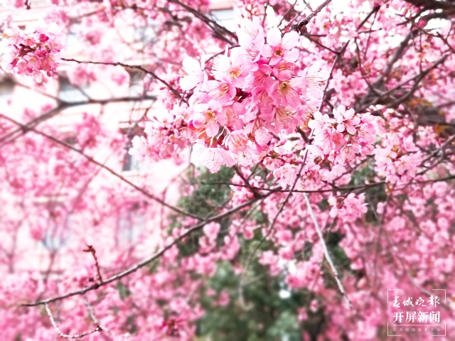 開屏策劃｜冬至云南—曲靖櫻花（開屏新聞記者及通訊員 攝）