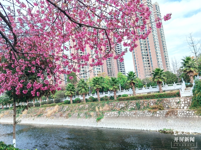 開屏策劃｜冬至云南—曲靖櫻花（開屏新聞記者及通訊員 攝）