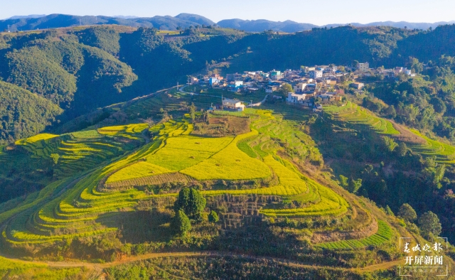 開屏策劃｜冬至云南—元江油菜花（開屏新聞記者及通訊員 攝）