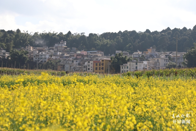 開屏策劃｜冬至云南—元江油菜花（開屏新聞記者及通訊員 攝）