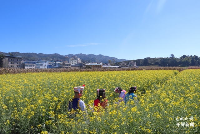 開屏策劃｜冬至云南—元江油菜花（開屏新聞記者及通訊員 攝）