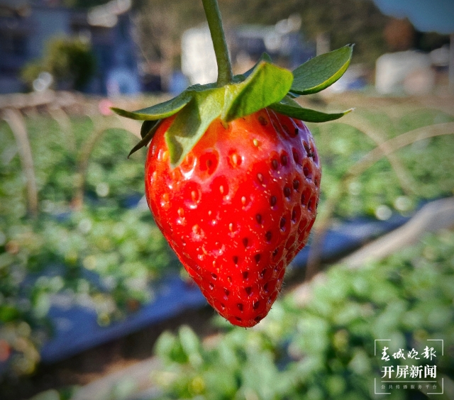 開屏策劃｜冬至云南—峨山草莓（開屏新聞記者及通訊員 攝）