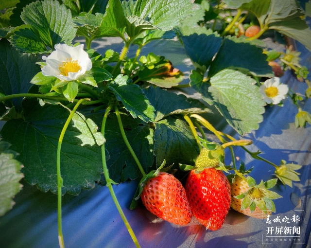 開屏策劃｜冬至云南—峨山草莓（開屏新聞記者及通訊員 攝）