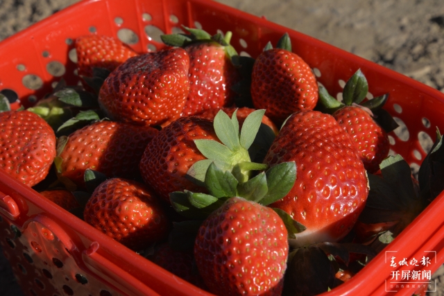 開屏策劃｜冬至云南—峨山草莓（開屏新聞記者及通訊員 攝）