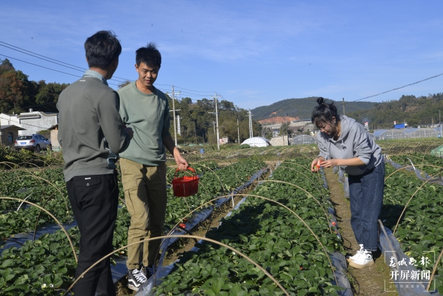 開屏策劃｜冬至云南—峨山草莓（開屏新聞記者及通訊員 攝）