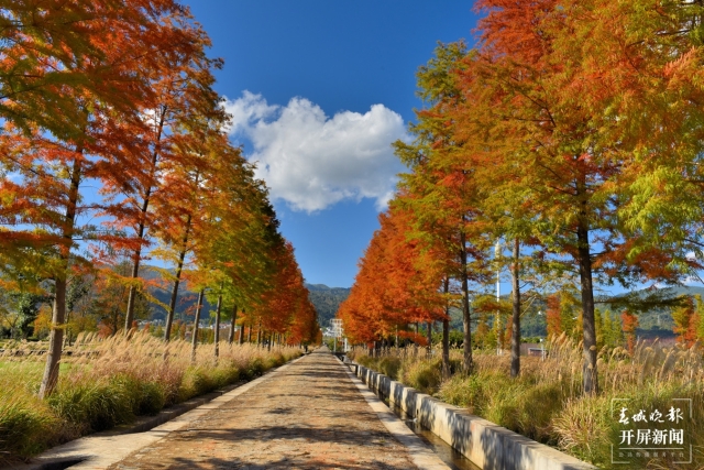 開屏策劃｜冬至云南—保山昌寧落羽杉（開屏新聞記者及通訊員 攝）