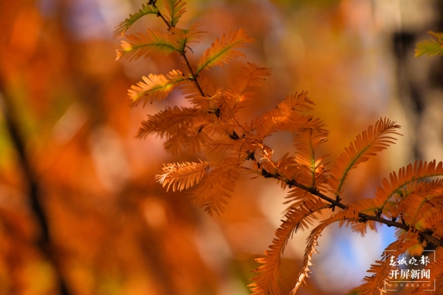開屏策劃｜冬至云南—保山昌寧落羽杉（開屏新聞記者及通訊員 攝）