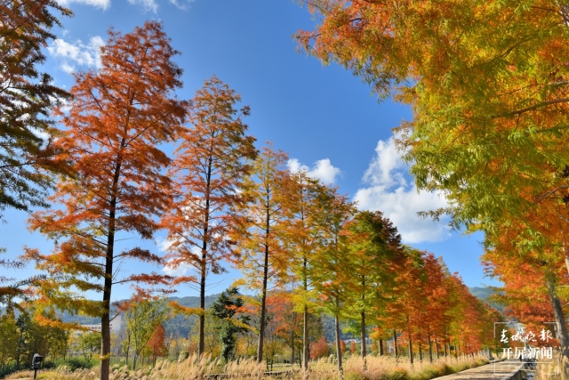 開屏策劃｜冬至云南—保山昌寧落羽杉（開屏新聞記者及通訊員 攝）
